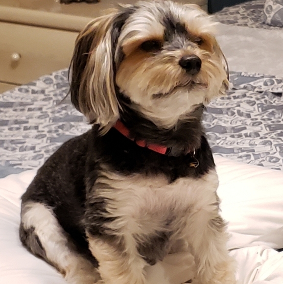 Meet your Posher, Dee dee - Picture 2 of 2